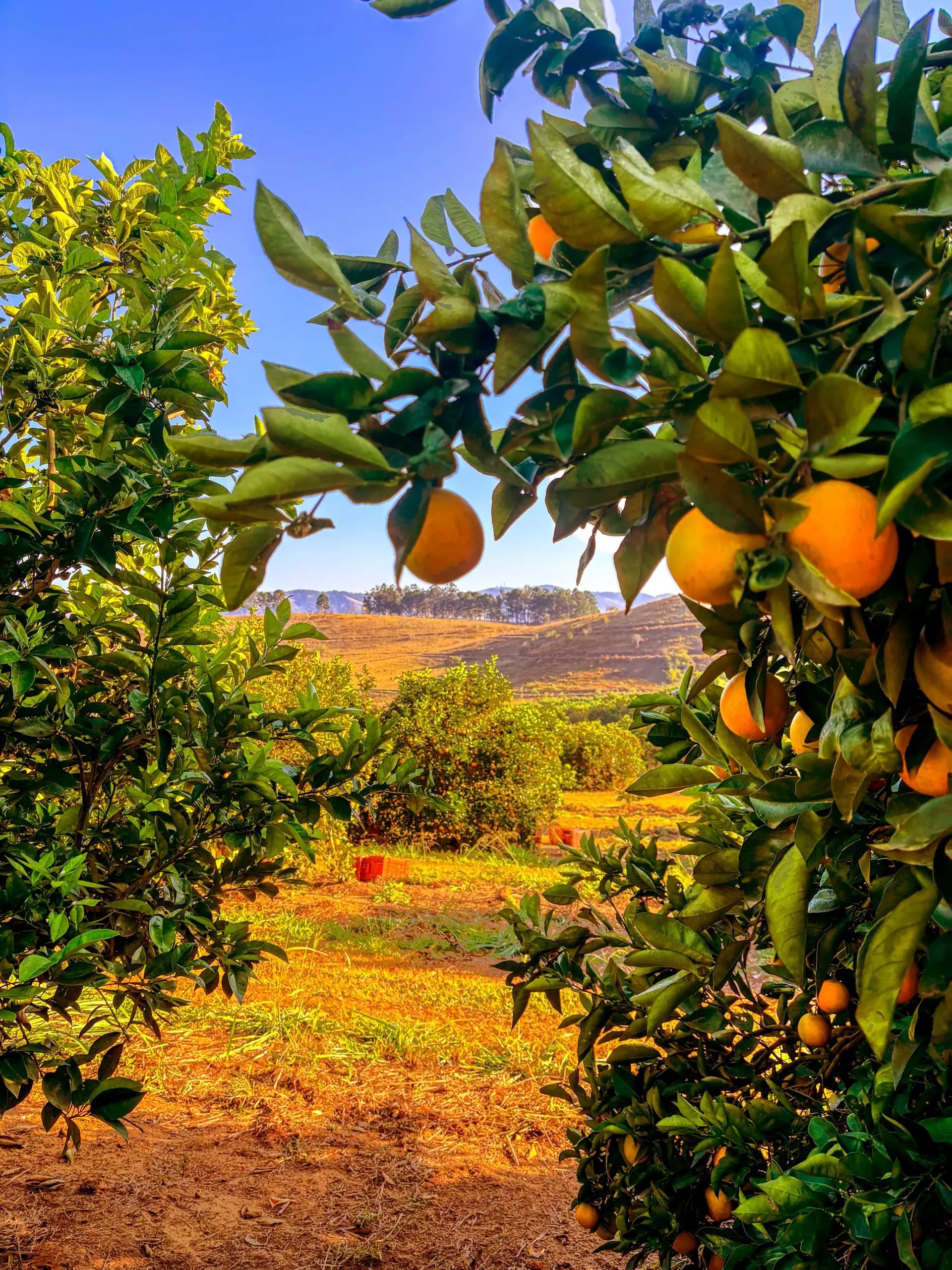 Smart harvest management